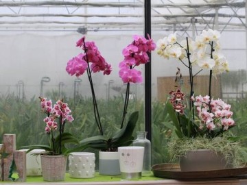 Les Orchidées de la Belle Etoile