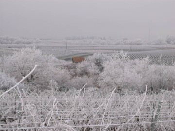 Les Coteaux du Layon en douceur hivernale.