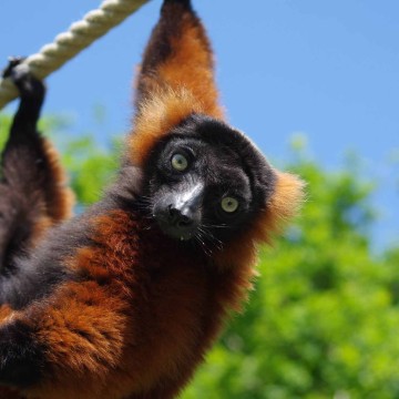 Bijzondere dieren in de Spaycific’Zoo!